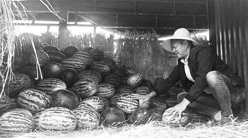 成县吃瓜群众围观,吃瓜群众围观，揭秘当地生活百态