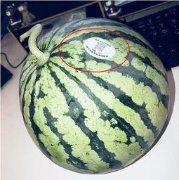 油管网红吃瓜,一场惊心动魄的吃瓜盛宴