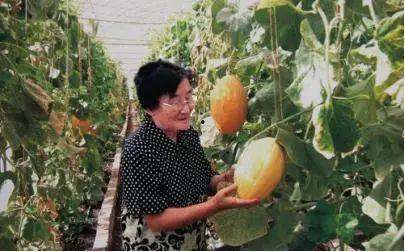 奶奶吃鲜的瓜,奶奶的夏日鲜瓜时光