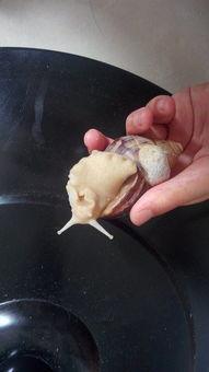 蜗牛吃梨瓜吗,揭秘蜗牛是否享用梨瓜之谜