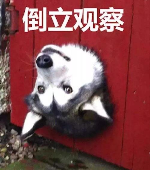 狗哥吃瓜表情包,揭秘网络热图的趣味与内涵
