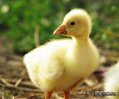 吃瓜小鹅头像,吃瓜小鹅的趣味日常