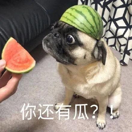 吃瓜空乘,揭秘空中乘务员“吃瓜”背后的故事