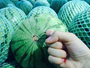 吃瓜群众熟瓜和生瓜有什么区别,吃瓜群众眼中的瓜界差异