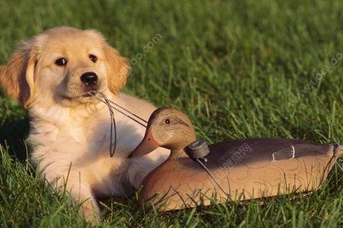 狗可以吃小白瓜么,小白瓜是否适合宠物食用？