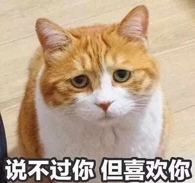猫咪吃瓜情侣头像,情侣头像中的甜蜜瞬间