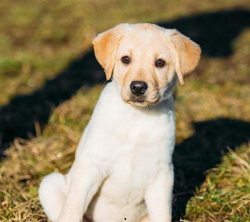 狗子能否吃蒲瓜,揭秘蒲瓜对狗狗的适宜性