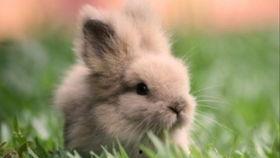 吃瓜的兔子11183,趣味横生的网络现象