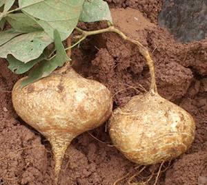 梦见在土里挖到瓜菜吃瓜,土中寻宝，瓜菜盛宴