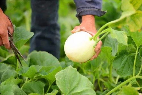 吃瓜牟利,吃瓜群众如何通过娱乐新闻牟利