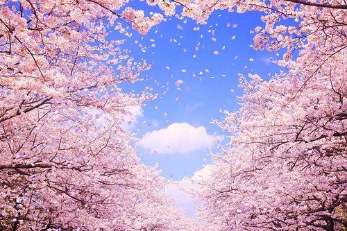 樱花岛吃瓜群qq,QQ群里的欢乐时光与八卦风云