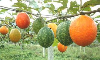 孕期吃吊瓜,营养美味两不误