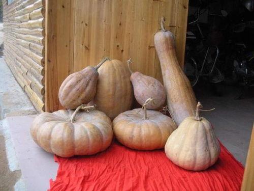 吃白瓜好处有哪些坏处,白瓜养生益处与潜在风险解析