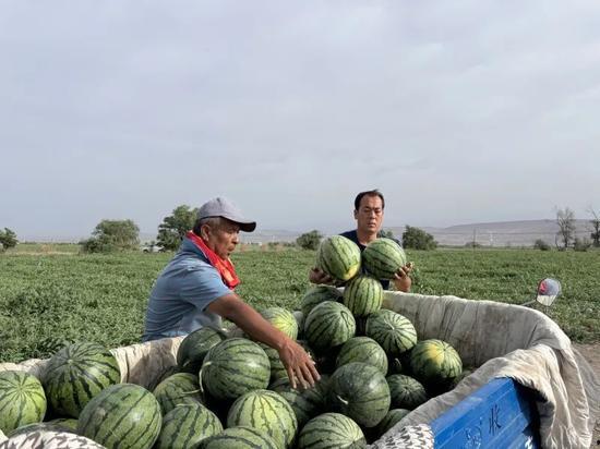 泾阳吃瓜,一场别开生面的“吃瓜”之旅