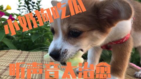 阿尔卑斯小狗子吃瓜,一场萌宠与美食的欢乐邂逅