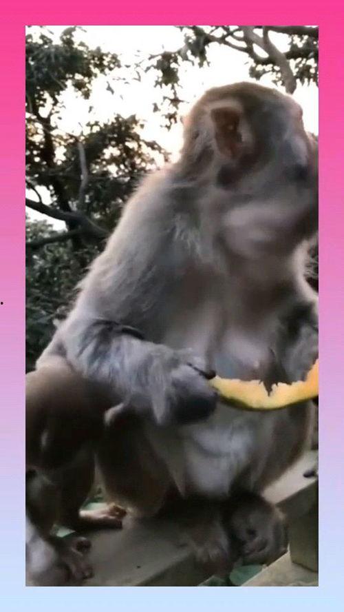 猴子吃瓜台词,揭秘猴界笑料横生的欢乐时光