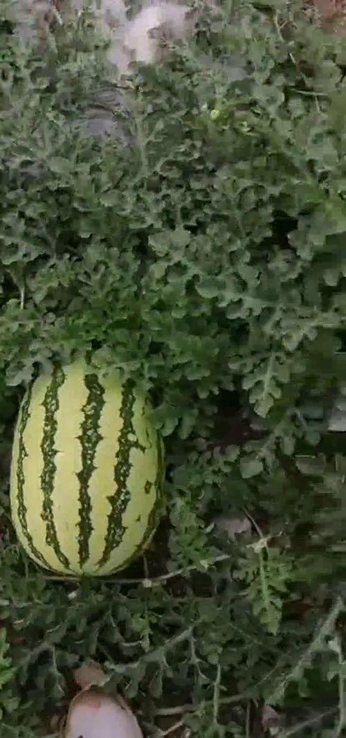 每日吃瓜中心,揭秘娱乐圈最新热点，带你畅游八卦海洋