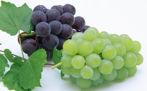 孕妇可以吃葡萄瓜吗,营养与安全指南