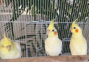 鹦鹉吃瓜群众视频播放,趣味横生的视频播放瞬间