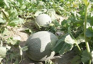 随便吃瓜图片,揭秘娱乐圈的幕后故事