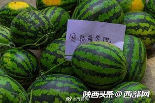 天下吃瓜,揭秘娱乐圈幕后故事