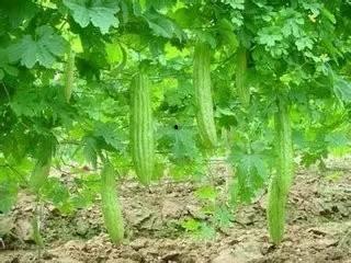 不是苦瓜不是吃瓜,探寻生活新滋味